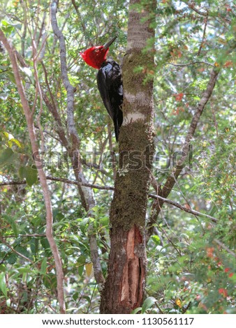 Pileated Woodpecker feeding on an old tree on forest