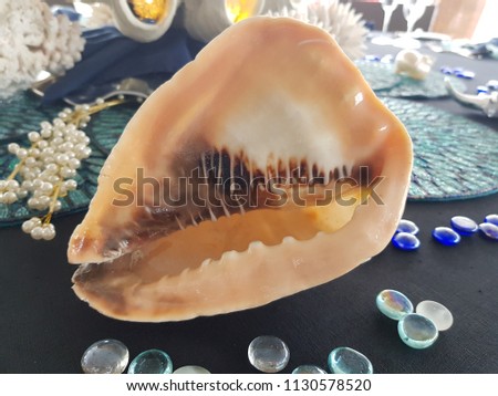Close up picture of a huge decoration shell