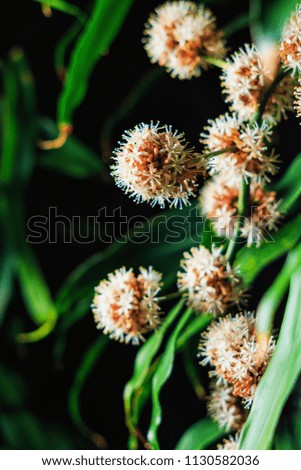Abstract vintage picture of bloom Dracaena Fragrans flowers on dark background, selected focus.