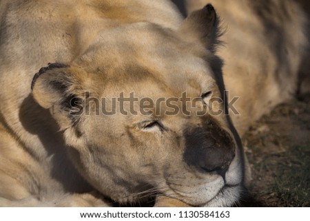 wild white lion close up pictures. hairy lion sleeping taking a nap in a natural environment. 