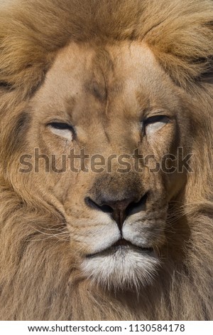 wild white lion close up pictures. hairy lion sleeping taking a nap in a natural environment. 