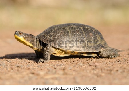 Blanding's turtle in Wisconsin Agnieszka Bacal. Royalty-Free Stock Photo #1130596532