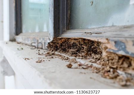 Window frame had been damaged by termites, Selective focus at termite nest. Royalty-Free Stock Photo #1130623727