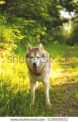 Portrait of Cute beautiful beige and white siberian husky dog with brown eyes standing in the forest on sunset background and yellow sunny backlight.