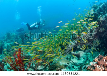 School of yellow fish (Big eye Snappers) on coral reef underwater in front of scuba diver photographer in good visibility at Koh Chang, Trat, Gulf of Thailand. Thailand underwater photography.