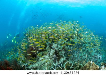 School of yellow fish (Big eye Snappers) on coral reef underwater in front of group of scuba divers in good visibility at Koh Chang, Trat, Gulf of Thailand. Thailand underwater photography.