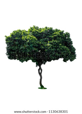 tree dicut at isolated on white background Royalty-Free Stock Photo #1130638301