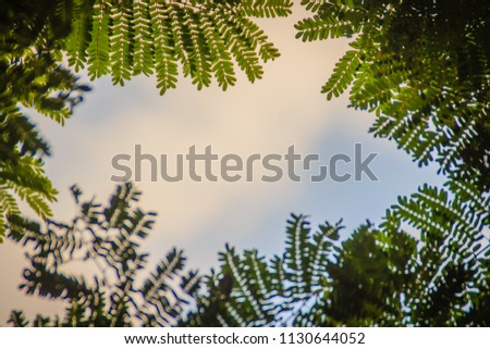 Green leaves frame with dramatic sky background and middle copy space for text. Nature frame of green leave branches on cloudy sky background. Frame of green leaves in the forest against the blue sky.