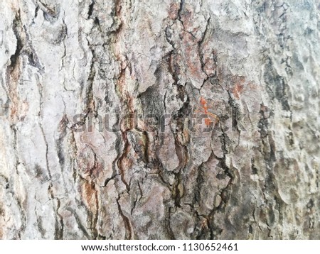 red ants on Bark