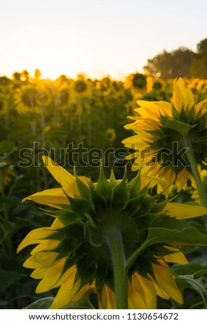 Sunrise over the sunflower fields on a clear beautiful Summer morning.  Matthiessen State Park, Illinois, USA