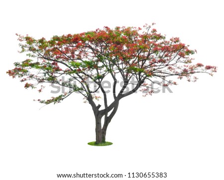 tree dicut at isolated on white background Royalty-Free Stock Photo #1130655383