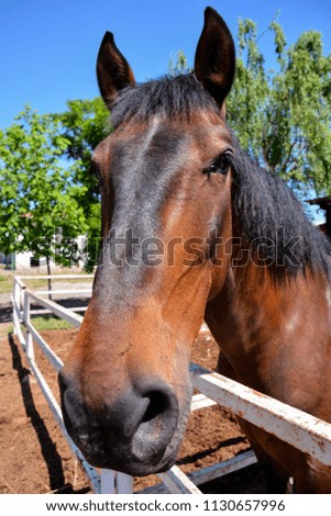 Photo picture of beautiful Horse on a farm