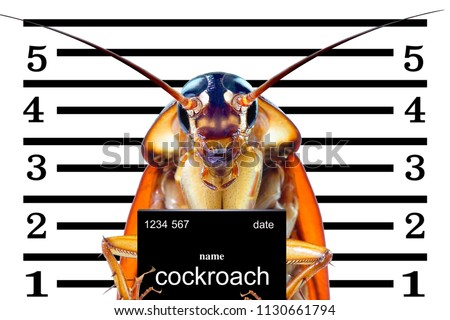 Image of cockroaches arrested.The charges against ,Mr cockroaches, invading the home kitchen. concept protection against termites, cockroaches, fleas, agricultural pests.