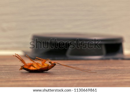 Dead American cockroach laying on its back in the foreground, in front of a roach bait trap by a skirting board. Pest control concept with copy space.