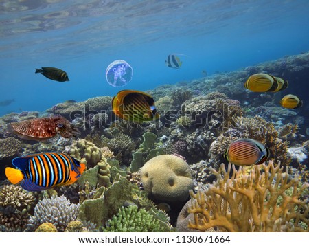 Underwater world. Coral fishes of Red sea. Egypt.