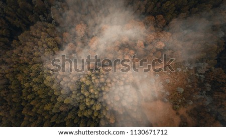 Treetops and Cloudy Forest From Above 