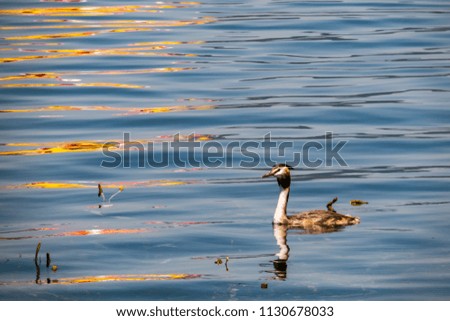 cormorant floating in the lake