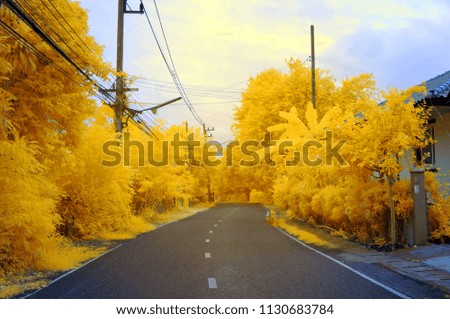 Trees along the road to yellow from near infrared style by IR mode.Paradise concept.          