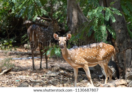 A picture of an elegant female Indian Spotted Deer (Chital, Cheetal) or Axis Deer (Axis axis)