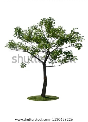 tree dicut at isolated on white background Royalty-Free Stock Photo #1130689226