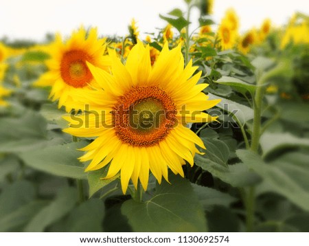 Sunflower field wallpaper image