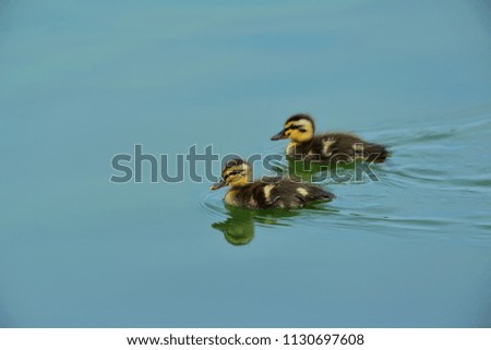 Babies of spot billed duck (Karugamo) are swimming around