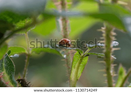 Red ladybird with black dots and drops of water on its back