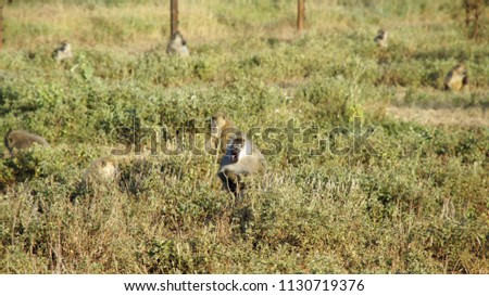 wild living baboon in the savanna of kenyan national park