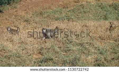 wild living baboon in the savanna of kenyan national park