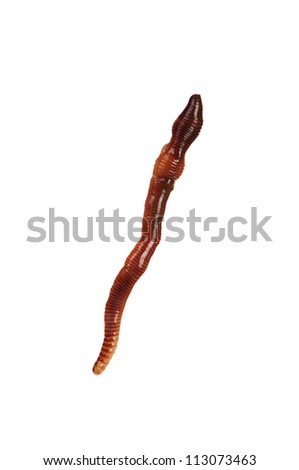 Big earth worm isolated on white background