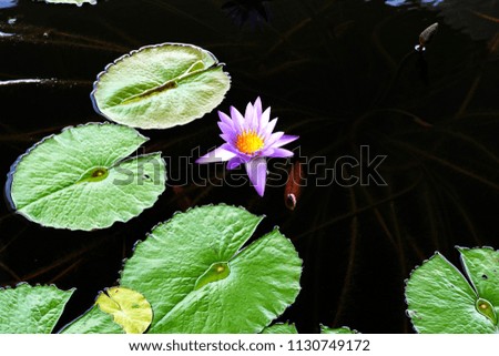 blooming lotus at pond                               