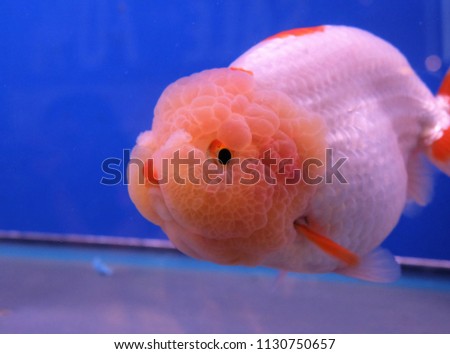 beautiful goldfish in glass tank