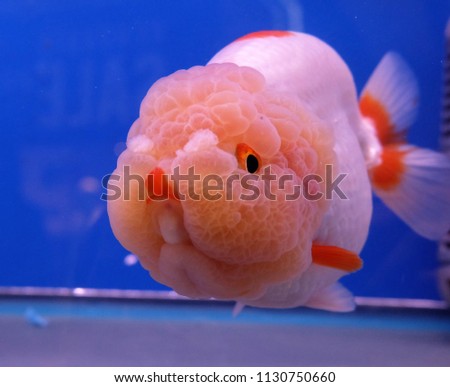 beautiful goldfish in aquarium tank