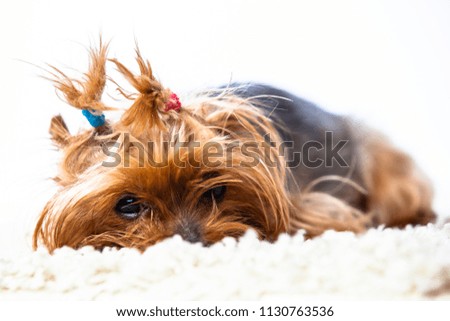 purebred dog in the hands of a man, white background
