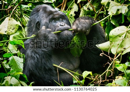 portrait of an alpha male mountain gorilla