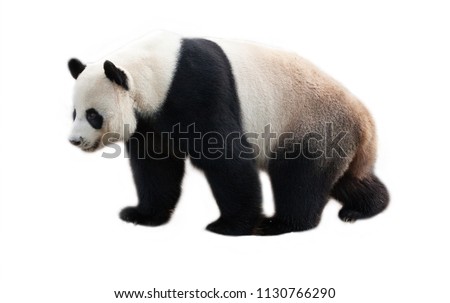 Panda on white background.