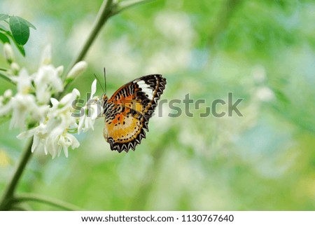Butterfly Sucking sweet from wild flowers