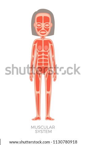 Muscular system of human body poster with headline and woman organism muscles of different types, vector illustration isolated on white background