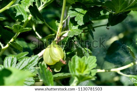 ripening green gooseberry