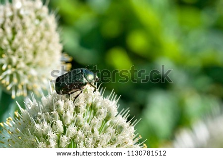 bronze beetle collects nectar on a flowering onion