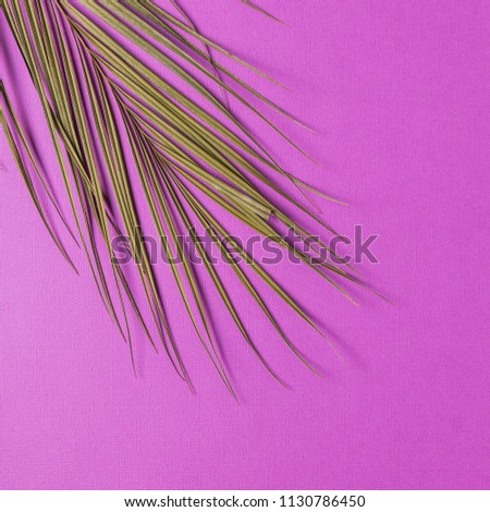 Minimalism style. Branch of natural plant; over abstract colored paper background; flat lay.