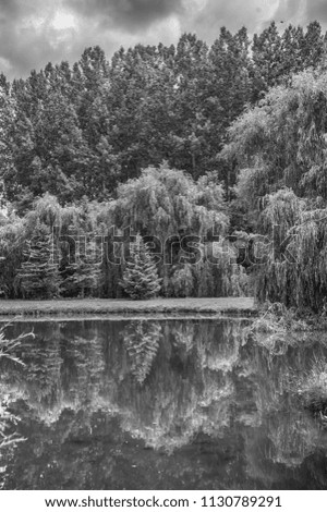 willow and other trees over calm water