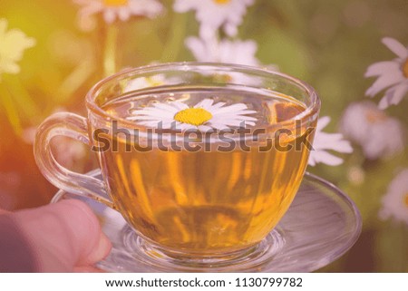 A cup of fragrant chamomile tea tea, in white chamomile flowers, in the rays of warm sunlight, close-up.