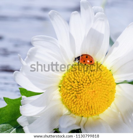 A field of daisy white flower, lit by the sun's rays, on which sits a ladybug.