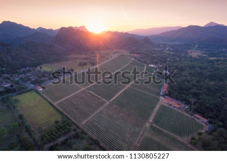 Aerial drone view of wineyards fields from the top at the sunset. Drone Aerial View Concept.