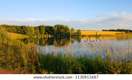 golden wheat on the shore of the lake. 