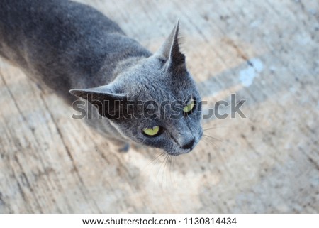 Gray cats on the cement floor are looking up with fierce eyes.