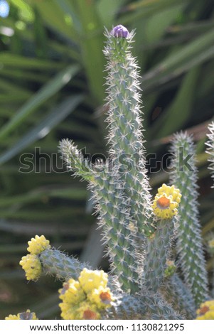 cactus plant in the garden
