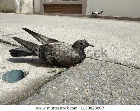 Sick pigeon bird on the floors