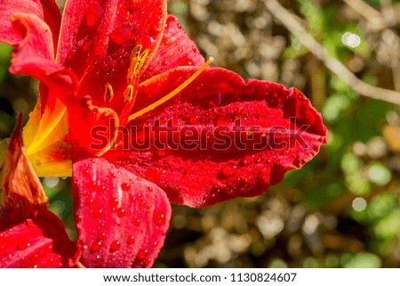 Garden red lily flowers wet from summer rain. Lilies in garden. Soft selective focus